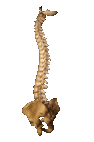 The Spine Pilates Classes for The Spine